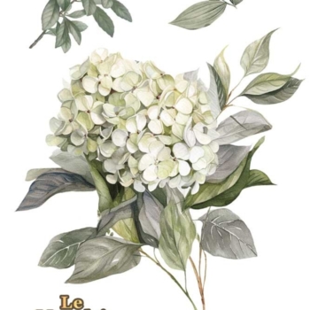 Transfér na nábytok Hydrangeas A4 - La Vie En Fleur
