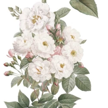Transfér na nábytok Roses A4,5 - La Vie En Fleurs