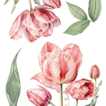 Transfér na nábytok Tulips A4,5 - La Vie En Fleurs